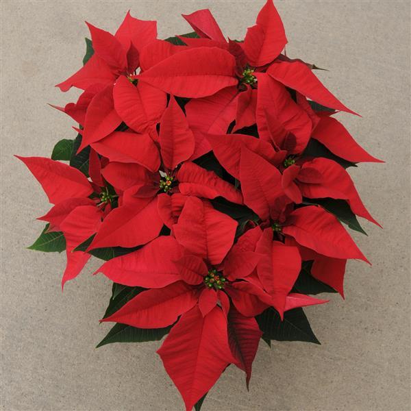 Poinsettia Christmas Joy™ Red - Bloom
