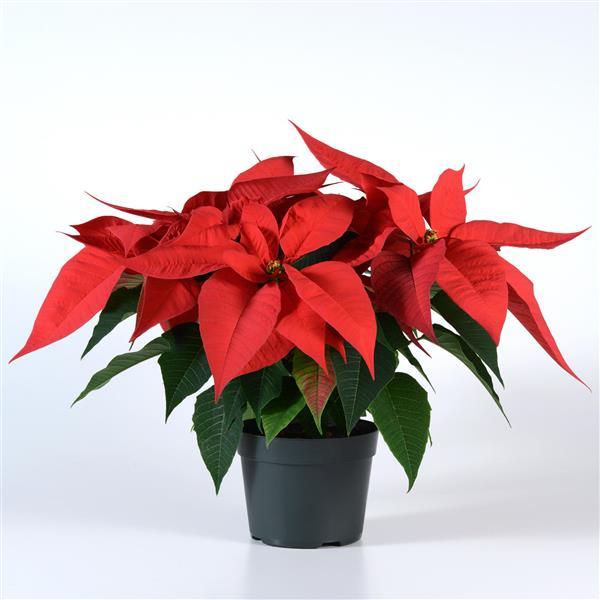 Poinsettia Christmas Joy Red - Container