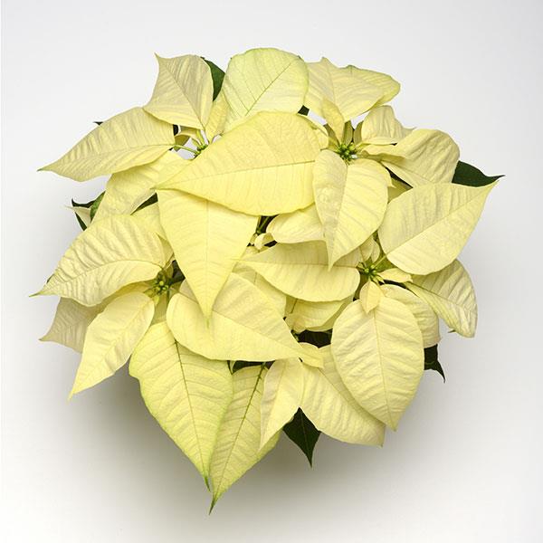 Poinsettia Christmas Joy™ White - Bloom