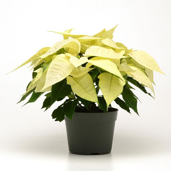 Poinsettia Christmas Joy White - Container