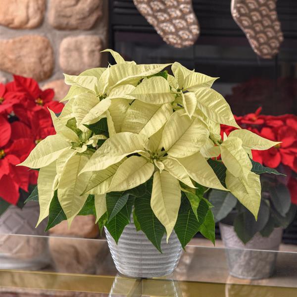 Poinsettia Christmas Joy White - Displays