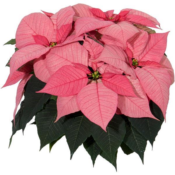 Poinsettia Christmas Glory Pink - Bloom