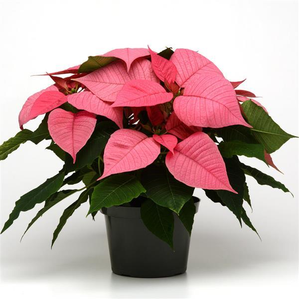 Poinsettia Christmas Glory Pink - Container