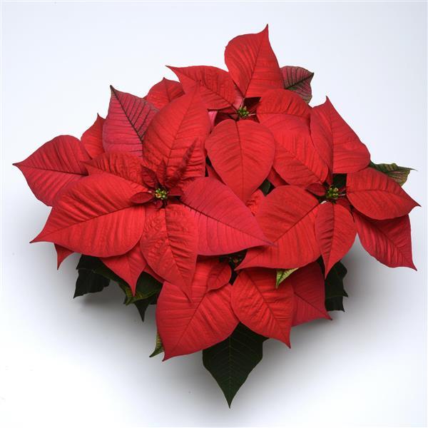 Poinsettia Christmas Glory ™ Red - Bloom