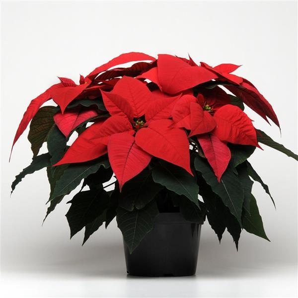 Poinsettia Christmas Glory Red - Container