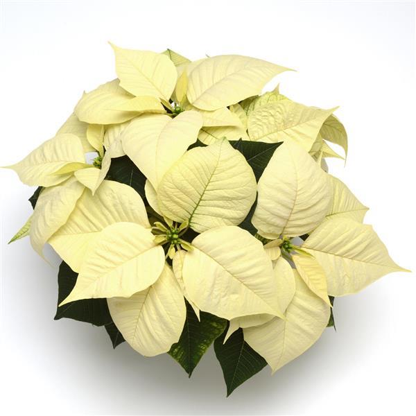 Poinsettia Christmas Glory ™ White - Bloom