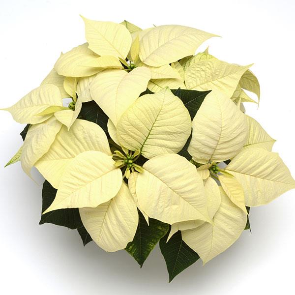 Poinsettia Christmas Glory ™ White 18 - Bloom