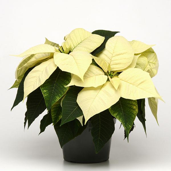 Poinsettia Christmas Glory White 18 - Container