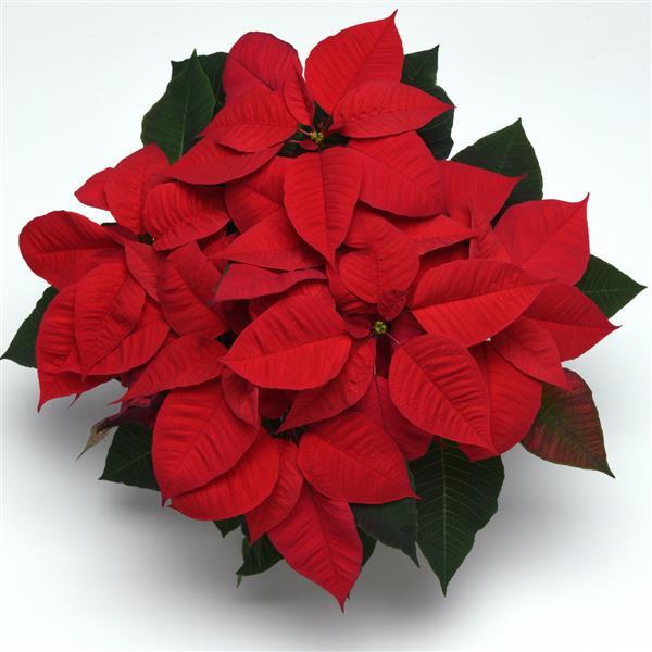 Poinsettia Christmas Magic Red - Bloom