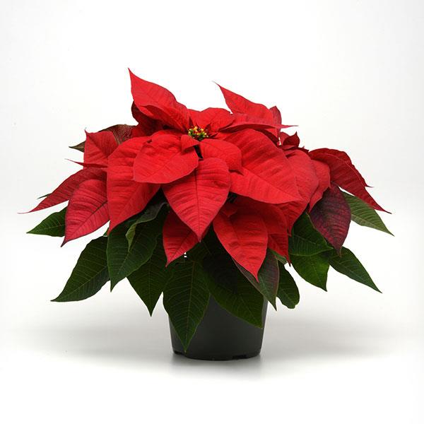Poinsettia Christmas Magic Red - Container