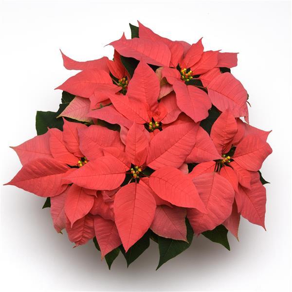Poinsettia Christmas Wish™ Pink - Bloom