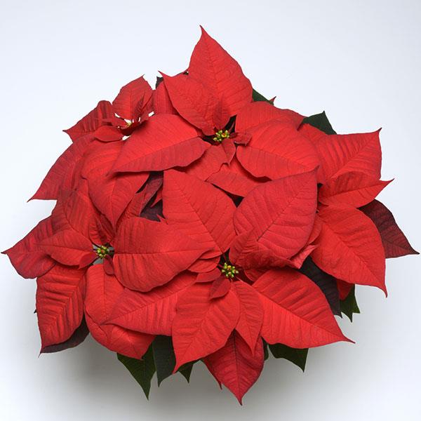 Poinsettia Christmas Wish Red - Bloom