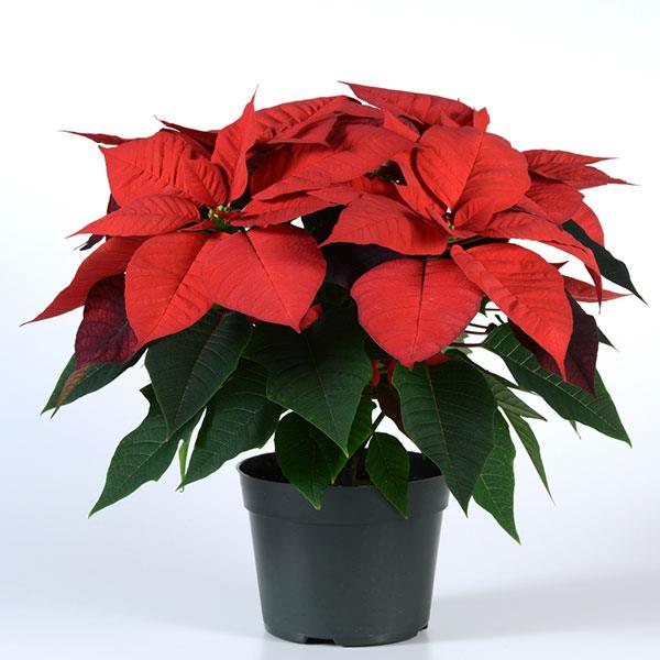 Poinsettia Christmas Wish Red - Container