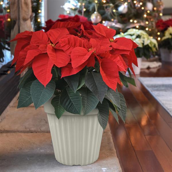 Poinsettia Christmas Wish Red - Displays