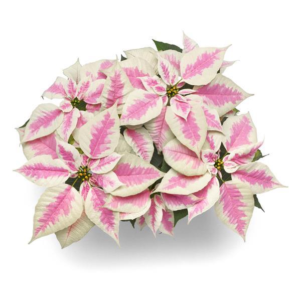 Poinsettia Early Elegance Marble - Bloom