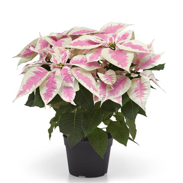 Poinsettia Early Elegance Marble - Container