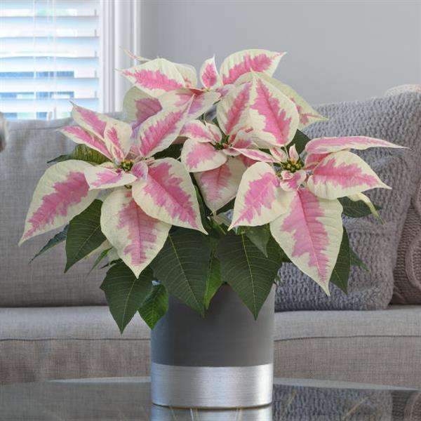 Poinsettia Early Elegance Marble - Displays