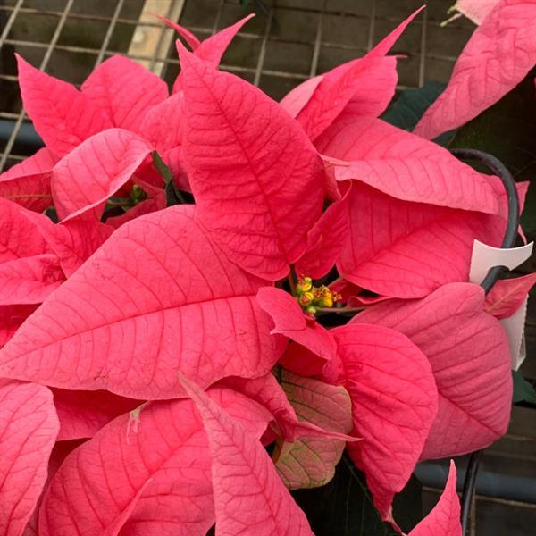 Poinsettia Early Elegance™ Pink - Bloom