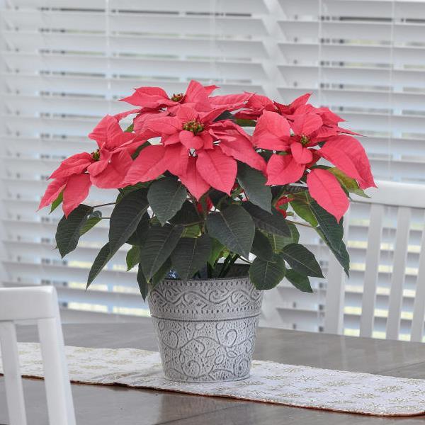 Poinsettia Early Elegance Pink - Container