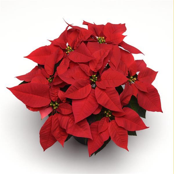 Poinsettia Early Elegance™ Red - Bloom