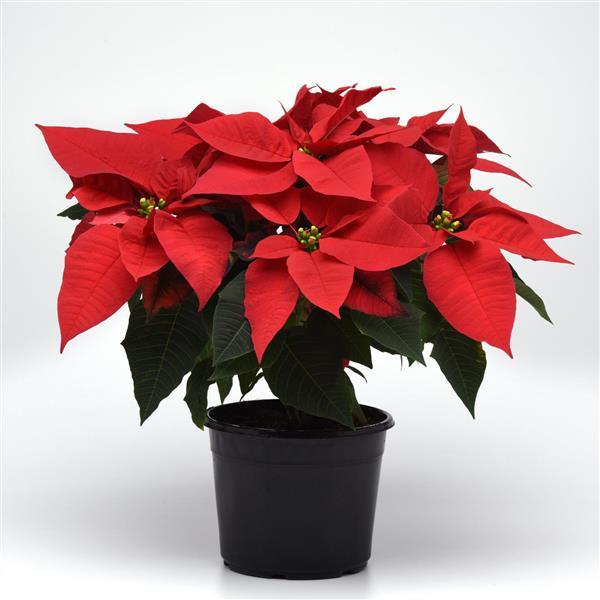 Poinsettia Early Elegance Red - Container