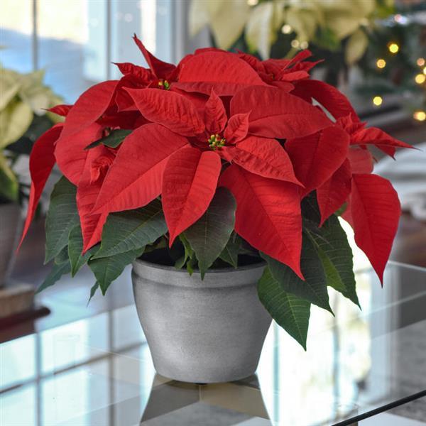 Poinsettia Early Elegance Red - Displays
