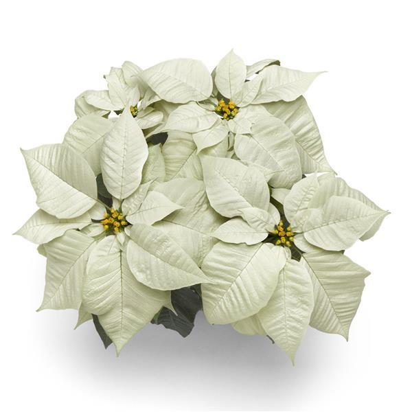 Poinsettia Early Elegance™ White - Bloom