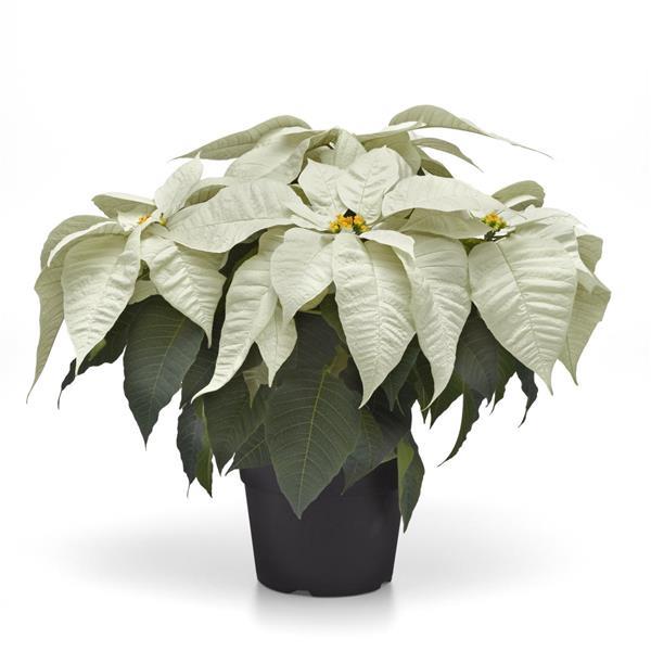 Poinsettia Early Elegance White - Container