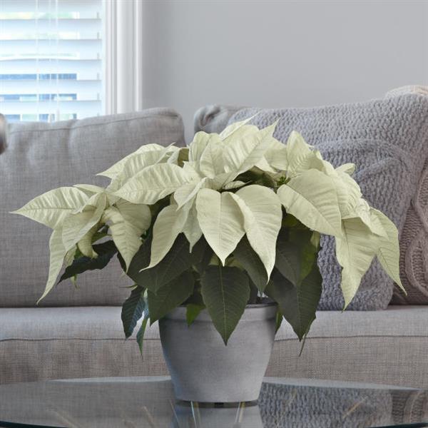 Poinsettia Early Elegance White - Displays