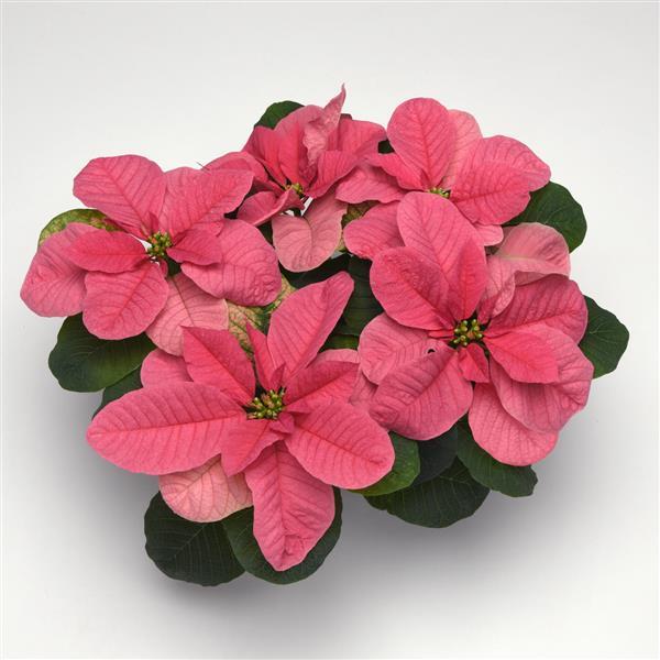 Poinsettia Christmas Mouse® Pink - Bloom