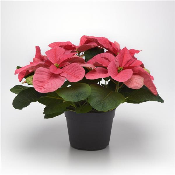 Poinsettia Christmas Mouse Pink - Container