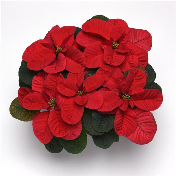 Poinsettia Christmas Mouse Red - Bloom