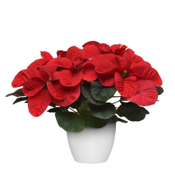 Poinsettia Christmas Mouse Red - Container