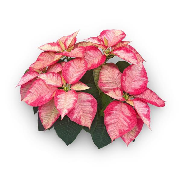 Poinsettia Christmas Aurora Princess - Bloom