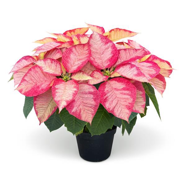 Poinsettia Christmas Aurora Princess - Container