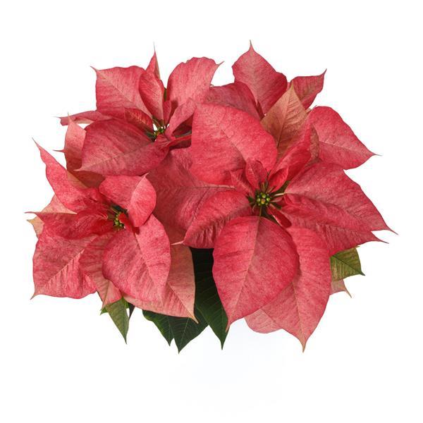 Poinsettia Christmas Aurora™ Queen - Bloom