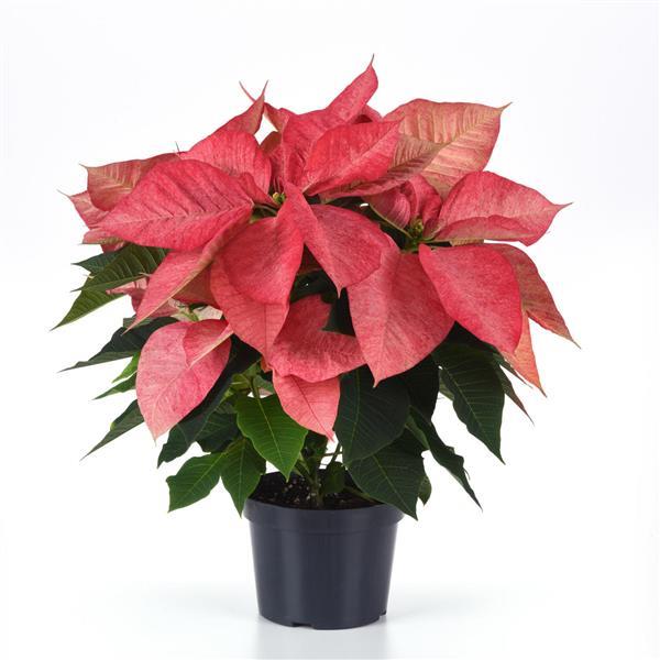 Poinsettia Christmas Aurora Queen - Container