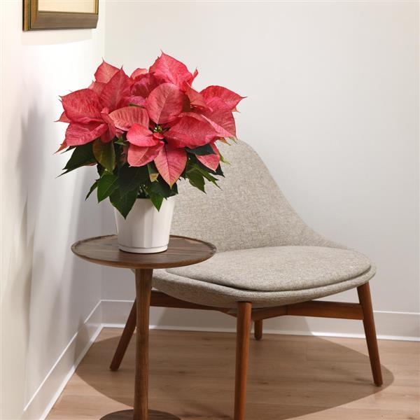 Poinsettia Christmas Aurora Queen - Displays