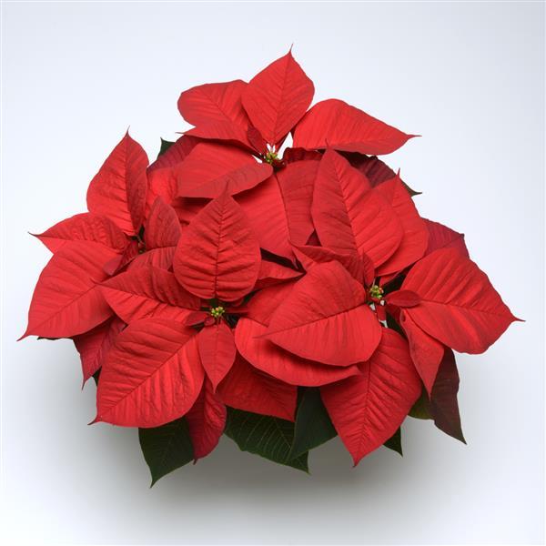 Poinsettia Christmas Aurora™ Red - Bloom