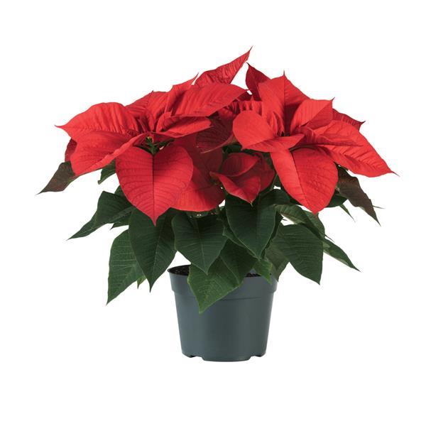 Poinsettia Christmas Aurora Red - Container