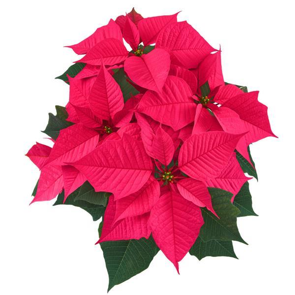 Poinsettia Christmas Chorus Hot Pink - Bloom