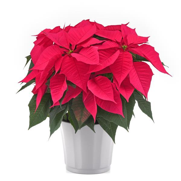 Poinsettia Christmas Chorus Hot Pink - Container