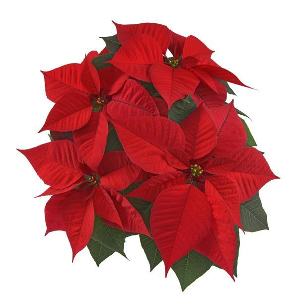Poinsettia Christmas Chorus Red - Bloom