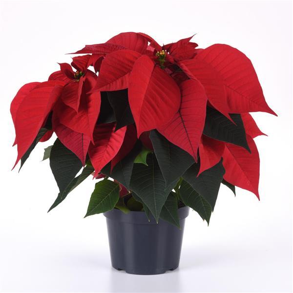Poinsettia Christmas Chorus Red - Container