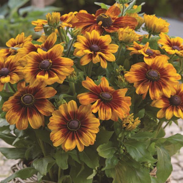 Rudbeckia Sunbeckia Luna - Bloom