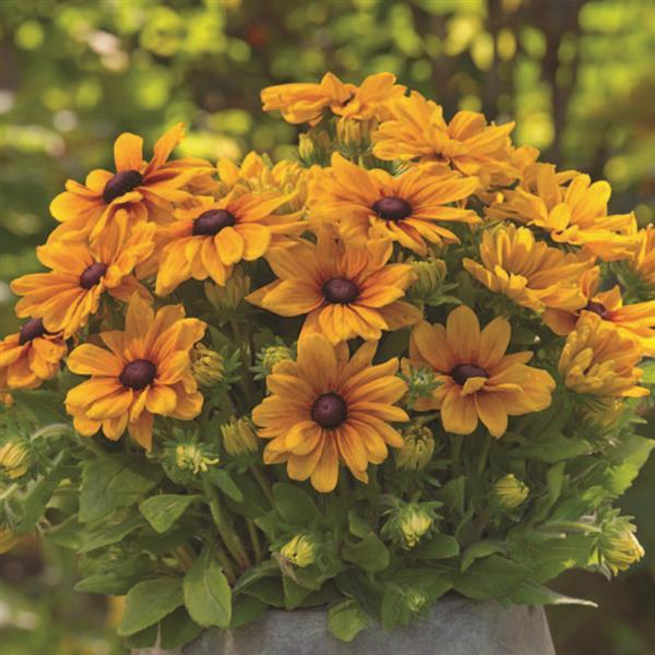 Rudbeckia Sunbeckia Carolina - Bloom