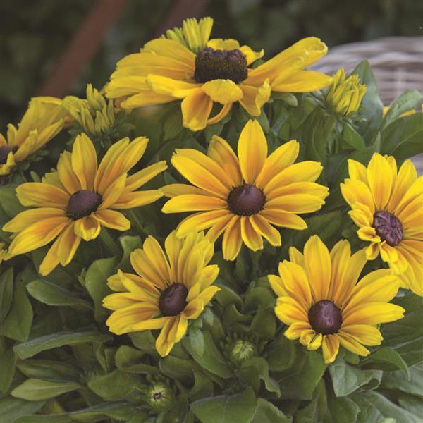 Rudbeckia Sunbeckia Maya - Bloom