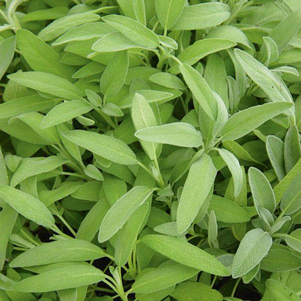 Salvia officinalis Garden Sage - Bloom