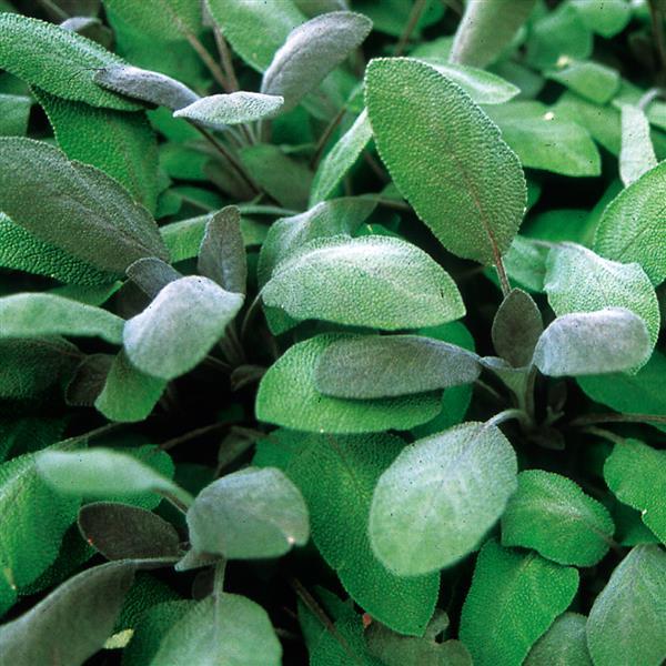Salvia officinalis Purpurascens - Bloom