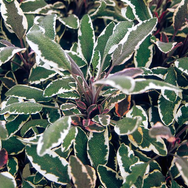 Salvia officinalis Tricolor - Bloom